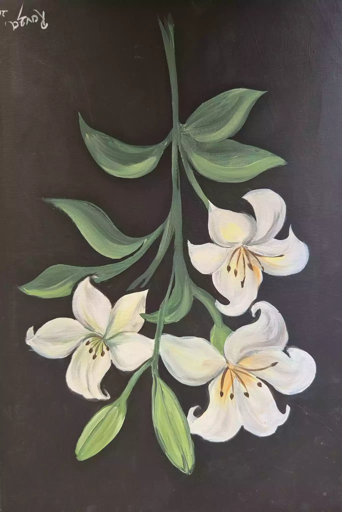 Lily